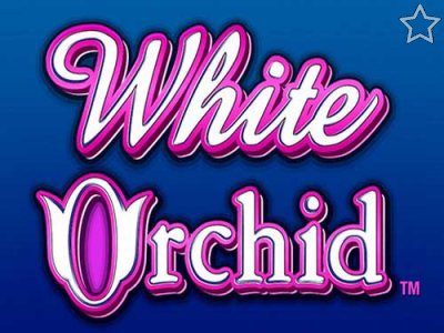 White Orchid